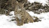 Lynx on the Snow