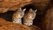 Lynxes in the Hole
