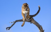 Puma on a Tree