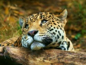 Sad Leopard
