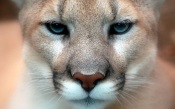 The Muzzle of a Puma