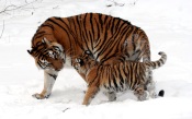Tiger Family Walking at Winter
