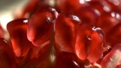 Pomegranate, macro