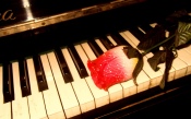 Rose, Piano