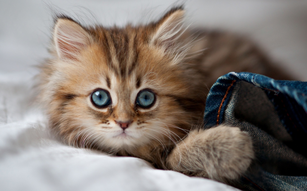 Fluffy Kitten With Blue Eyes