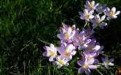 Purple Flowers, Crocuses, Grass