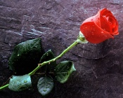 Red Rose, Thorns