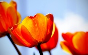 Tulips in the Sunlight