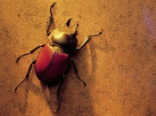 Beautiful Beetle