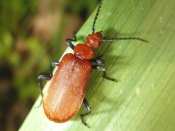 Beetle on Leaf 1920x1440
