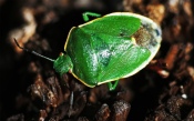 Green Beetle