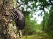 Large Beetle on Tree Trunk 1920x1440