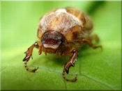 Maybug on a Leaf