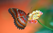 Colorful Butterfly on the Flower