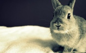 Beautiful Gray Hare