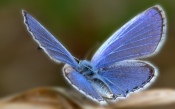 Blue Butterfly Macro