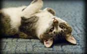 Cute Cat on the Carpet