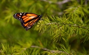 Monarch Butterfly on the Tree