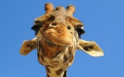 Muzzle of a Giraffe