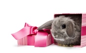 Small Gray Rabbit in a Pink Gift Box