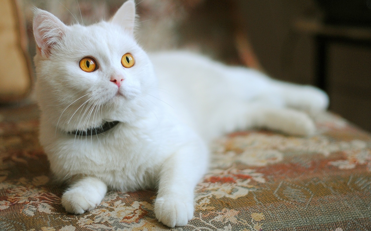 White Cat With Orange Eyes