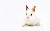 White Rabbit on a White Background