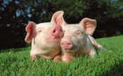 Pink Pigs on Green Grass