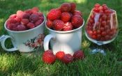 Raspberry, Strawberry, Red Currant