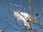 Beautiful Cat in a Tree