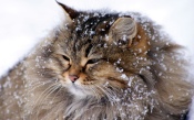 Fluffy Cat in the Snow