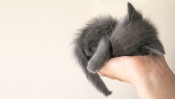 Gray Kitten Sleeping on a Palm