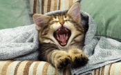 Kitten Yawns