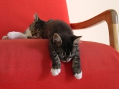 Kittens Sleep