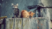 Kittens on the Fence