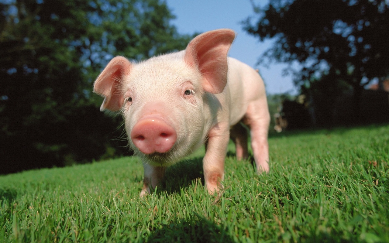 A Pig with Snout on the Green Grass