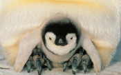 Baby Penguin Is Heated