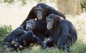 Chimpanzees in the Grass