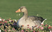 Goose in Flowers