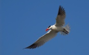 Gull with a Red Beak in the Sky