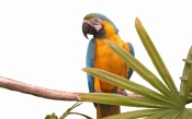 Parrot Ara on a Branch