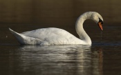 The Swan on the Water