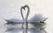 Two Lovers Swan