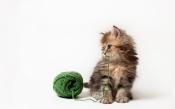 A Little Fluffy Kitten and a Ball of Fur