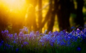 Bluebells in the Light of the Sun