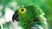 Disheveled Parrot