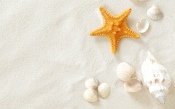 Seashells, Starfish on the Sand