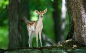 A Young Deer in the Forest