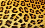 The Skin of the Leopard