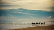 Camel Caravan on the Coast