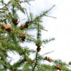 Fir with Cones